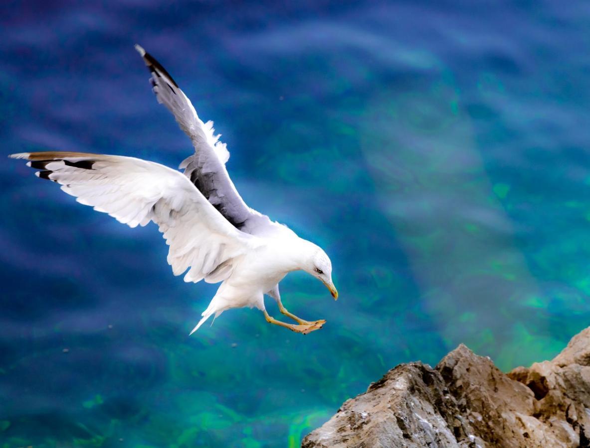 Apartman Corino Veli Lošinj Dış mekan fotoğraf
